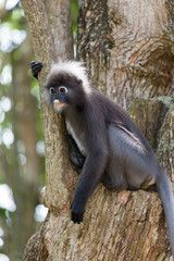 The dusky leaf monkey (Trachypithecus obscurus), also known as the spectacled langur, is clinging to a tree and sitting.