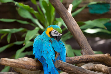 A blue-and-yellow macaw (Ara ararauna), also known as the blue-and-gold macaw, preening itself.