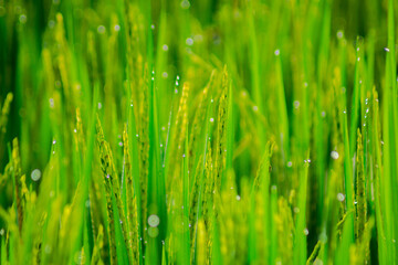 Obraz premium Beautiful morning view indonesia panorama landscape forest with beauty color and sky natural light