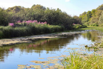 lake in the forest