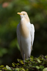 Side view of the western cattle egret (Ardea ibis)