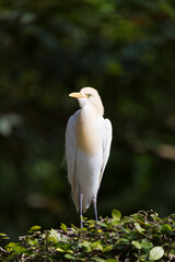 A western cattle egret (Ardea ibis) stands on the grass.