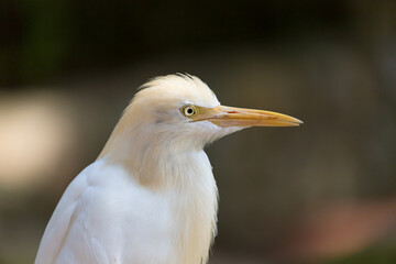 Close-up of the western cattle egret (Ardea ibis)