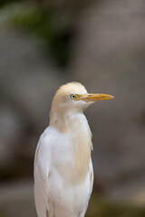 A portrait  of the western cattle egret (Ardea ibis)