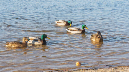 In a city pond at the end of winter, a lively flock of ducks navigates the icy waters, showcasing...