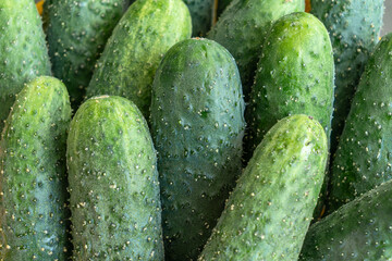 Fresh green cucumbers neatly arranged in colorful baskets at a local market. Crisp cucumbers displayed in baskets reflecting the essence of freshness and vitality.
