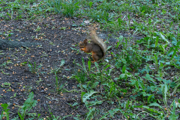 A Squirrel In Its Natural Habitat Foraging Amidst Green Foliage And Earthy Ground. Symbol Of Resilience And Adaptation In Nature Captured Through A Squirrel's Journey.