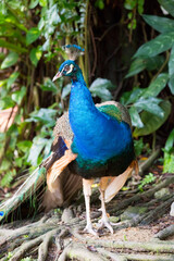 Fototapeta premium The male Indian peafowl (Pavo cristatus), also known as the blue peafowl, stands on the ground.
