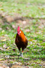 The chicken (Gallus gallus domesticus) walking on grass