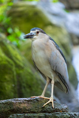 Portrait of  the black-crowned night heron (Nycticorax nycticorax) on a tree