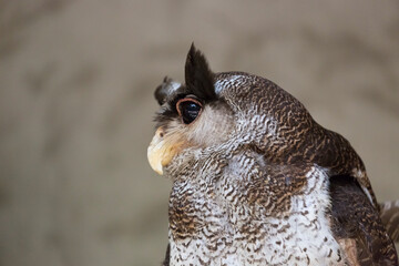 Side view of the barred eagle-owl (Ketupa sumatrana), also called the Malay eagle-owl