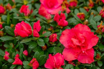 Beautiful red rhododendron flower in garden with magic bokeh. red Rhododendron flower