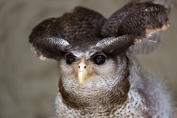 The barred eagle-owl (Ketupa sumatrana), also called the Malay eagle-owl