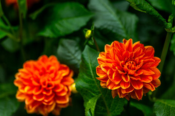 An orange Dahlia pinnata blooming in the garden