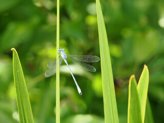 美しいイトトンボ