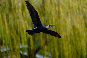 Great Cormorant Flying with Fully Spread Wings Against Willow Background, Tokyo, Japan