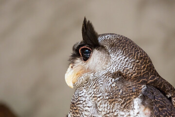 Side view of the barred eagle-owl (Ketupa sumatrana), also called the Malay eagle-owl
