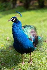 Fototapeta premium The male Indian peafowl (Pavo cristatus), also known as the blue peafowl