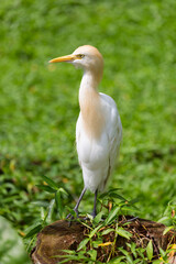 The western cattle egret (Ardea ibis) standing on a tree trunk