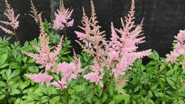 Pink astilbe plants in full bloom with soft feathery flower plumes in a garden setting. Delicate texture and natural light create an elegant and romantic summer atmosphere.