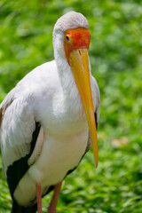 The yellow-billed stork (Mycteria ibis) stands in the grass