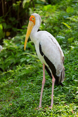 The yellow-billed stork (Mycteria ibis) stands in the grass