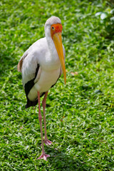 The yellow-billed stork (Mycteria ibis) stands in the grass