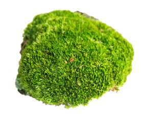 Green moss cushion, Andreaeobryopsida, 