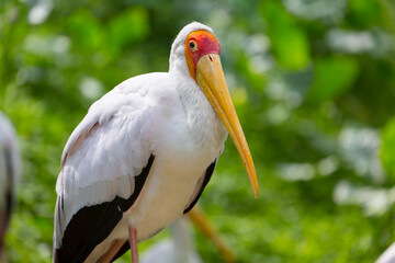Portrait of the yellow-billed stork (Mycteria ibis) stands in the grass