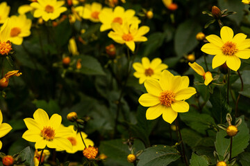 This is a cluster of beautiful small yellow flowers, maybe a type between Wedelia flowers or Aspilia