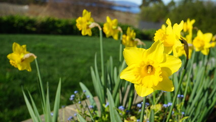 daffodils in spring