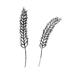 Two wheatears in black brush stroke texture isolated on white. Hand drawn vector sketch illustration in vintage charcoal ink. Agriculture concept, bakery illustration, bread production logo