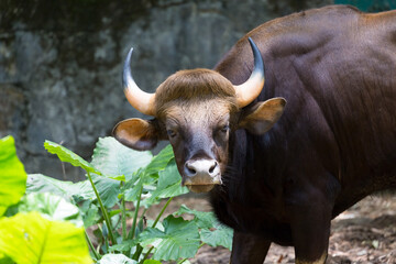 Bos gaurus