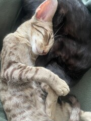 Cute oriental shorthair kittens sleeping 
