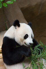 Obraz premium Panda eating bamboo ,Animal