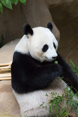 Fototapeta premium Panda eating bamboo ,Animal