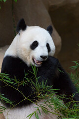 Obraz premium Panda eating bamboo ,Animal