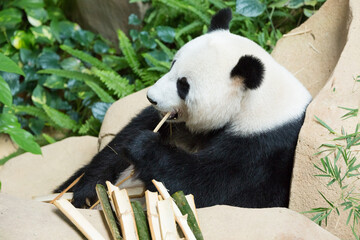 Panda, Eating bamboo ,Animal