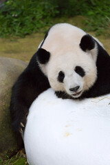 Fototapeta premium Panda ,Animal