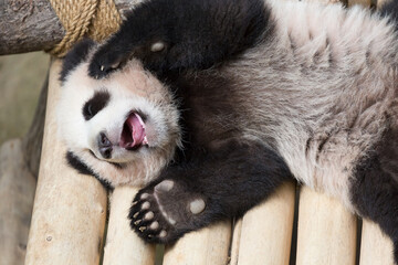 A young giant panda yawns while lying on its back with its hands raised.