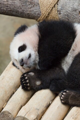 Fototapeta premium The giant panda (Ailuropoda melanoleuca) lying on its side showing its paw pads