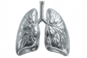 Medical anatomical silver lung model showcasing respiratory system anatomy, isolated on transparent background for healthcare graphic design