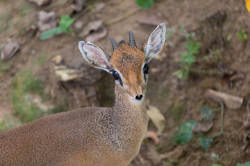 A male Kirk's dik-dik (Madoqua kirkii) looks at the camera.