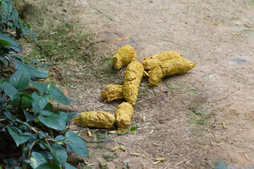 Panda poop