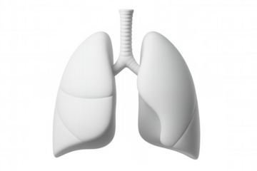 Detailed 3d rendering showing human lungs in white, floating against transparent background, suitable for medical visualization