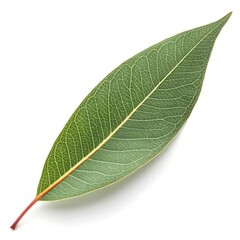 Obraz premium River Red Gum Eucalyptus Leaf Sleek Green Foliage with Subtle Red-Tinged Stems and Smooth Texture on Pure White Background for Rustic Botanical Decor and Australian Nature-Inspired Design