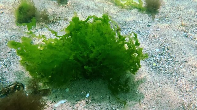 Macro Algae of the Black Sea, green algae Enteromorpha - Ulva grows on a stone