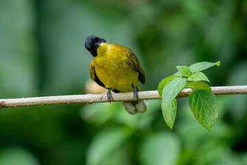 Black-capped Bulbul perches gracefully on a slender branch, its vivid yellow body contrasting strikingly with its glossy black head. Surrounded by lush green foliage.