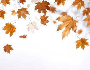 Autumn leaves falling on a white background