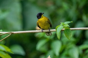 Black-capped Bulbul perches gracefully on a slender branch, its vivid yellow body contrasting strikingly with its glossy black head. Surrounded by lush green foliage.